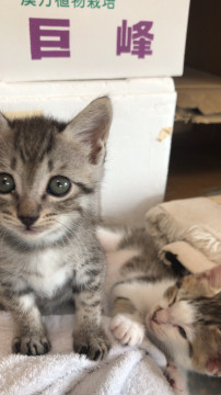 活発なトラ柄猫ちゃん