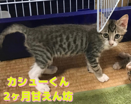 兄妹仲良し、カシューくん★動画あり