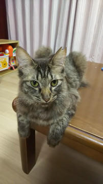 柔らかい毛並みの女の子