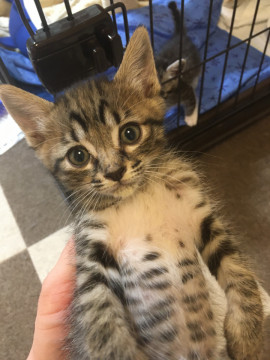 元気いっぱいキジトラ子猫(^^)♂