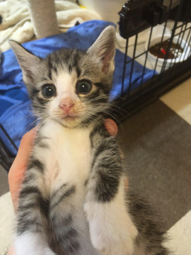 マイペースなサバ白子猫(^^)♂