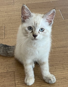 ちょっぴりぼんやり系シャムもどきちゃん