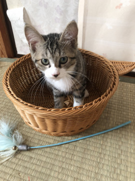 マイペースの子猫