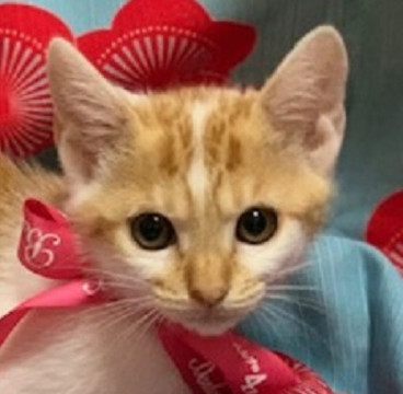 超可愛い茶白のチビ猫ちゃん