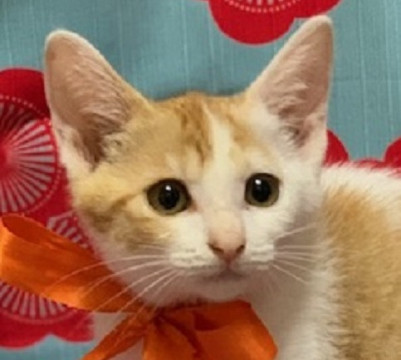超可愛い茶白のチビ猫ちゃん2