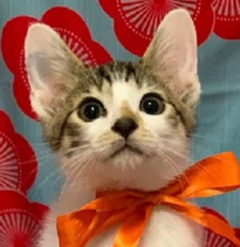 超可愛いキジ白のチビ猫君1