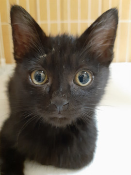 可愛い黒猫の男の子