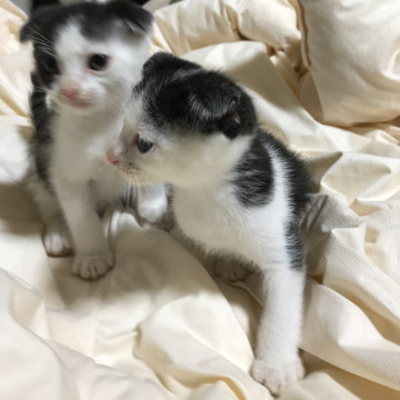 白黒ハチワレ 男の子2匹