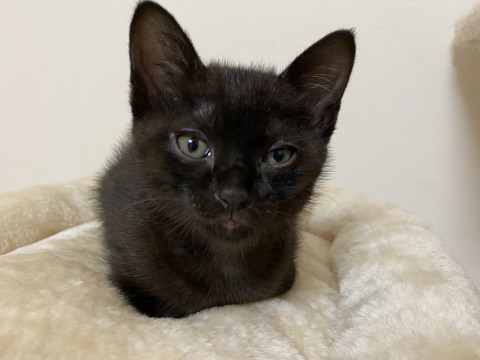 人懐っこくて可愛い子猫♡
