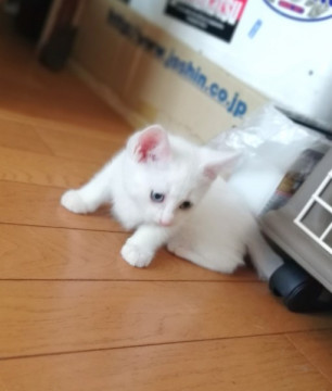 生後1ヶ月半、なかよし兄妹1