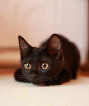 とても性格の良い黒の子猫