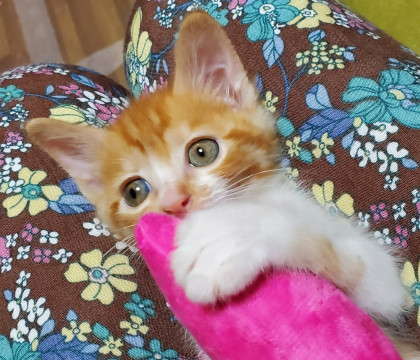 ベタアマかわいい三毛茶兄妹です
