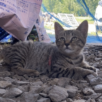 子猫の里親募集します。