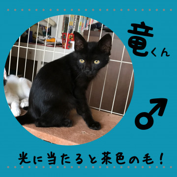 ゴロゴロ甘える竜君♂