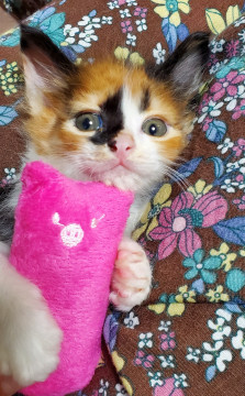 ベタアマかわいい三毛茶兄妹です