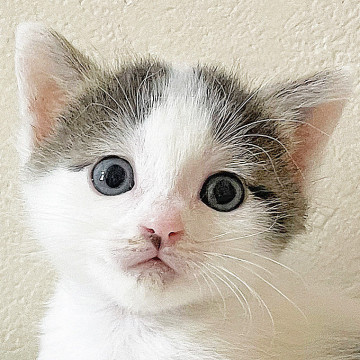 子猫★モーちゃ【❶⓪❺ 兄妹譲渡希望です