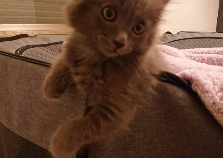 神奈川県の猫の里親募集 川崎市 ネコジルシ 神奈川県の猫の里親募集 川崎市 ネコジルシ