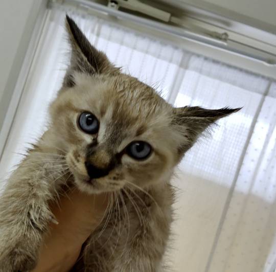 神奈川県の猫の里親募集 川崎市 ネコジルシ 神奈川県の猫の里親募集 川崎市 ネコジルシ