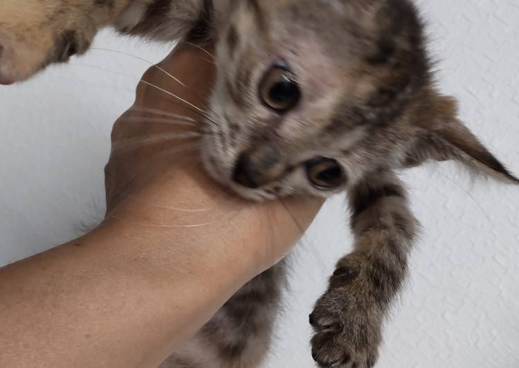 神奈川県の猫の里親募集 川崎市 ネコジルシ 神奈川県の猫の里親募集 川崎市 ネコジルシ