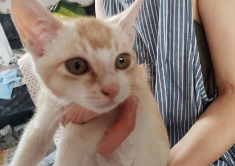 北海道の猫の里親募集 - チャシロ - ネコジルシ