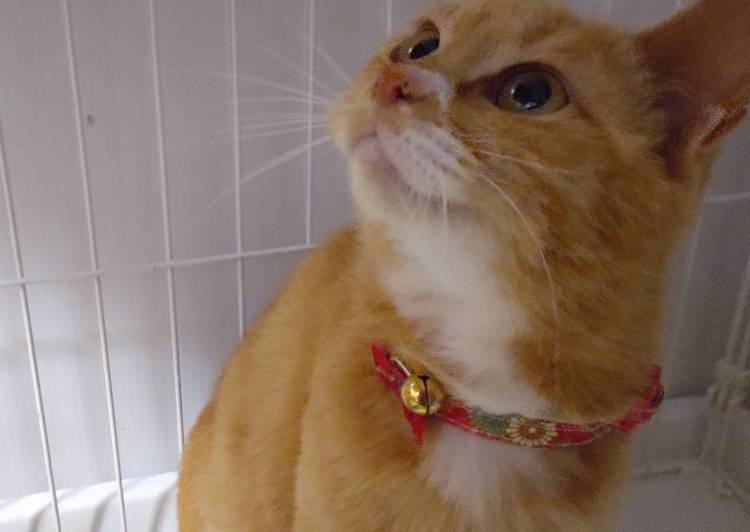滋賀県の猫の里親募集 ネコジルシ 滋賀県の猫の里親募集 ネコジルシ