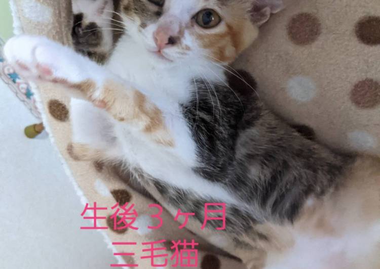 石川県の猫の里親募集 ネコジルシ 石川県の猫の里親募集 ネコジルシ