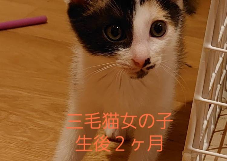 石川県の猫の里親募集 ネコジルシ 石川県の猫の里親募集 ネコジルシ
