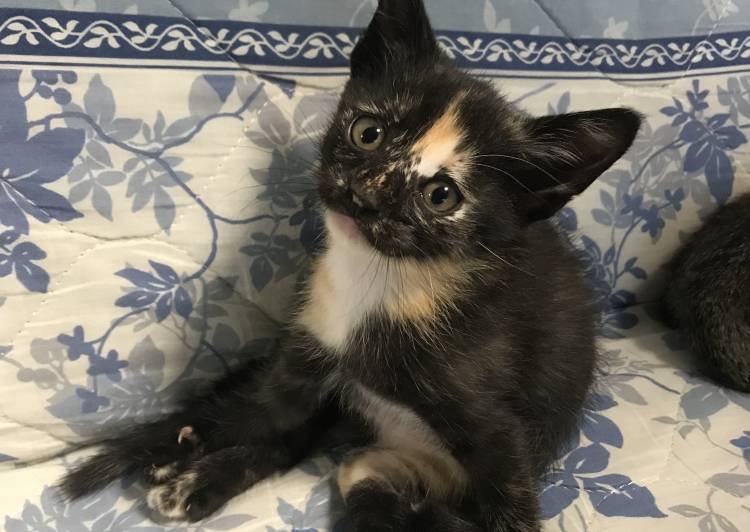 宮崎県の猫の里親募集 ネコジルシ 宮崎県の猫の里親募集 ネコジルシ