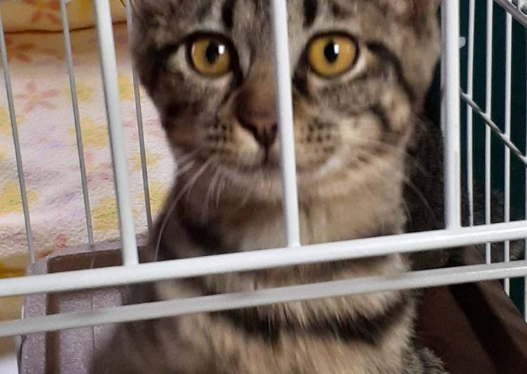 大阪府の猫の里親募集 八尾市 ネコジルシ 大阪府の猫の里親募集 八尾市 ネコジルシ