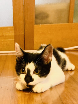 3か月☆白黒!かっこいい牛柄☆ヤック君