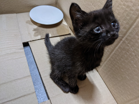 目がくりくりで可愛い黒猫ちゃん