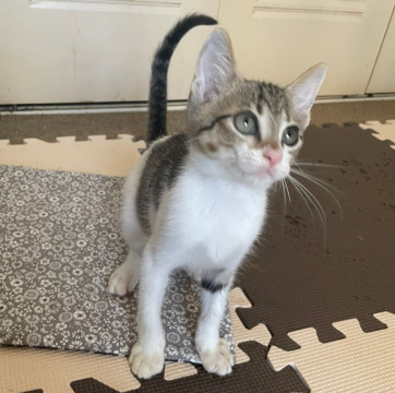 とっても甘えん坊の子猫!