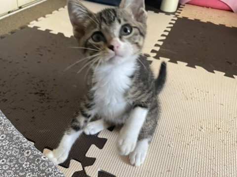 とっても甘えん坊の子猫!