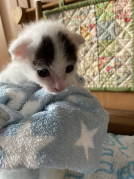 垂れ目なマロちゃん柄猫です❣️