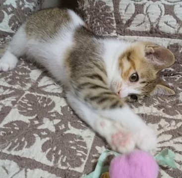 カギしっぽのなれなれ三毛ちゃん