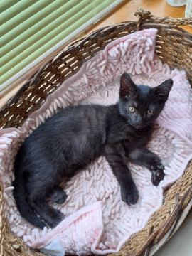 ヤンチャな黒猫 ヒロ❗️