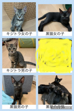 黒猫とキジトラの子猫