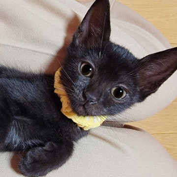 人も猫もお膝も大好き♡一緒に寝れます♡