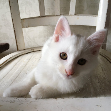 ふわふわのおっとりした男の子