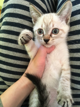 シャム系親子猫