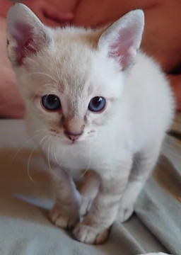 甘えん坊でかわいい男の子