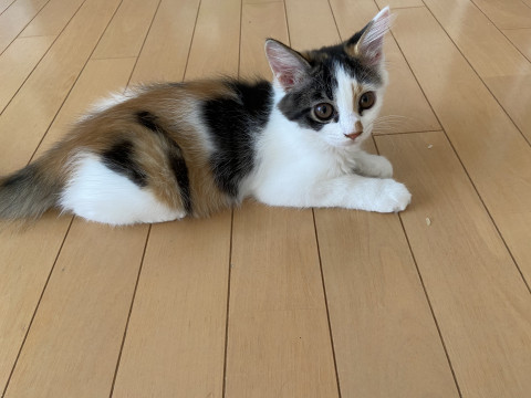 甘えん坊三毛ちゃん