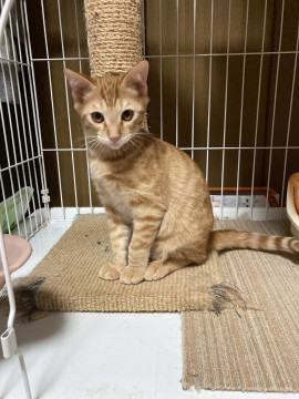 美猫 茶トラ