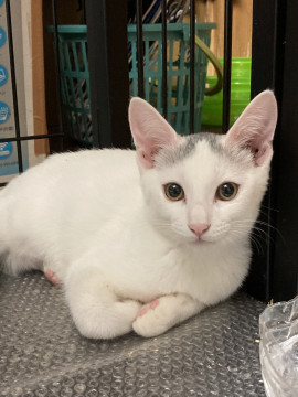 美猫 シロ