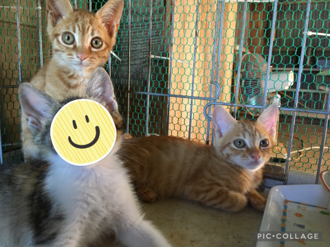 のんびりなトラ猫くんฅ•ω•ฅ
