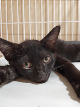 黒猫さん兄弟!どの子も可愛いです!