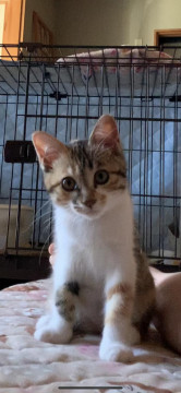 約3ヶ月半の三毛猫