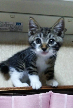 かわいいコトミちゃん