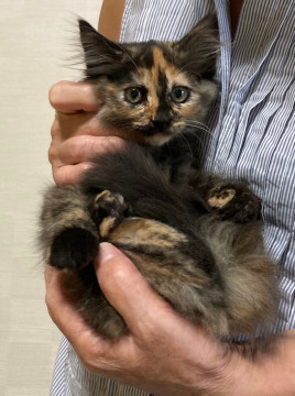 穏やかでふわふわのダリアちゃん