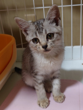 シンガプーラ?○あおいちゃん○